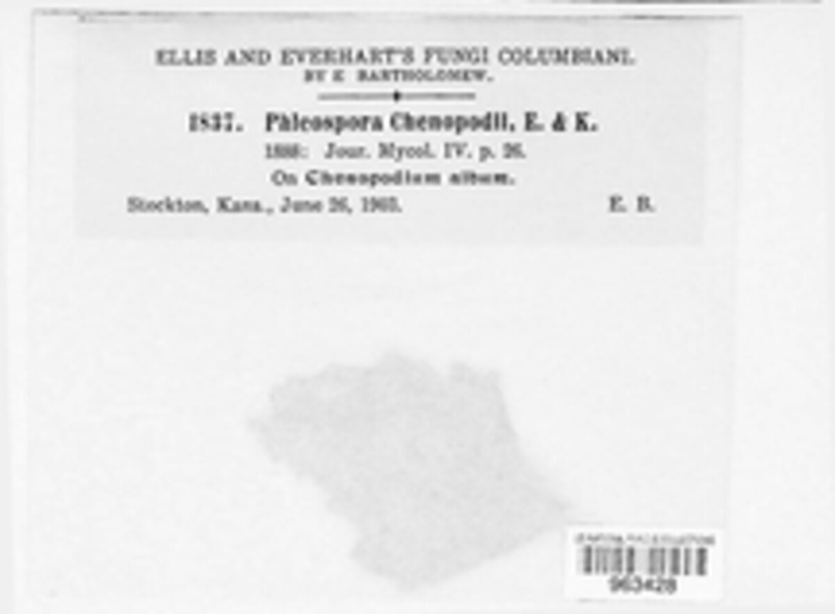 Neocamarosporium chenopodii image